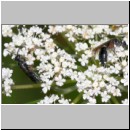 Tiphia femorata - Rollwespe 01 8mm.jpg